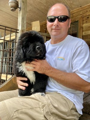Choosing a puppy